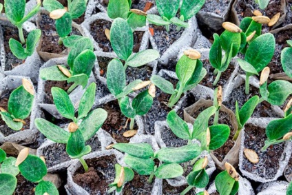 Dovleac într-o seră din policarbonat sau de plantare și îngrijire cu efect de seră, cu care se poate planta aproape, erbicide