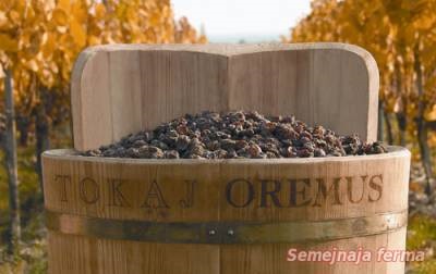 Vinuri Tokaji - vinuri de struguri - vinificație - bibliotecă - fermă de familie