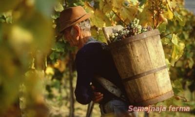 Токайські вина - виноградні вина - виноробство - бібліотека - сімейна ферма