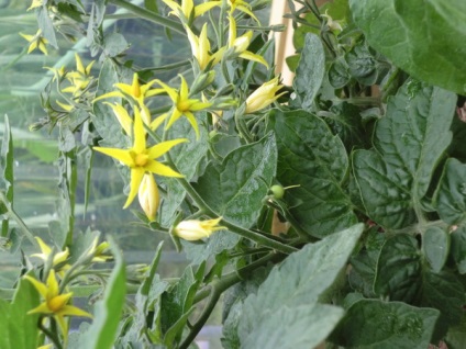 Tomatele au nevoie de insecte pentru polenizare