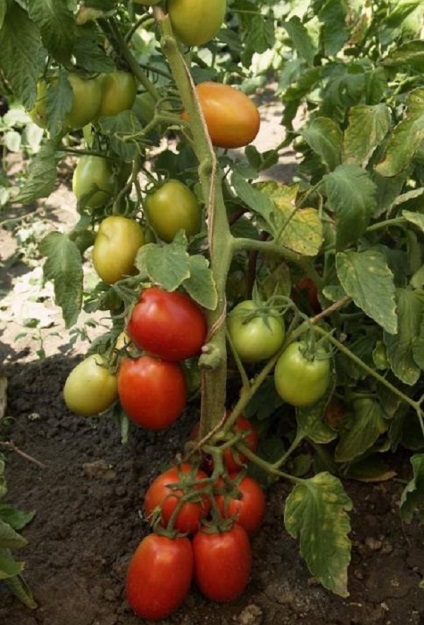 Tomato - regele Petr descrierea și descrierea soiului de roșii, caracteristici de cultivare, fotografii de copt