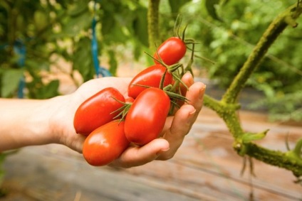 Tomato - regele Petr descrierea și descrierea soiului de roșii, caracteristici de cultivare, fotografii de copt