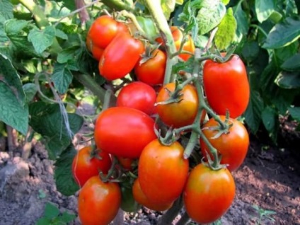 Tomato - regele Petr descrierea și descrierea soiului de roșii, caracteristici de cultivare, fotografii de copt