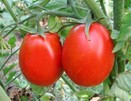 Tomato de barao și descrierea soiului 1
