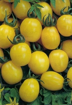 Tomato de baro aur Descrierea soiului, recomandări pentru cultivarea roșiilor galbene