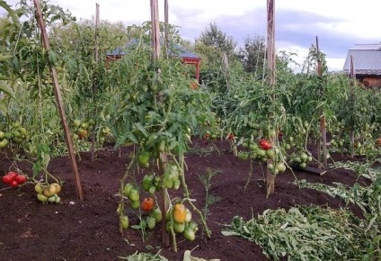 Tomato de baro aur Descrierea soiului, recomandări pentru cultivarea roșiilor galbene