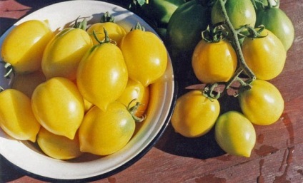 Tomato de baro aur Descrierea soiului, recomandări pentru cultivarea roșiilor galbene