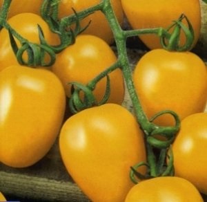 Томат - де Барао золотий опис сорту, рекомендації по вирощуванню жовтих помідорів