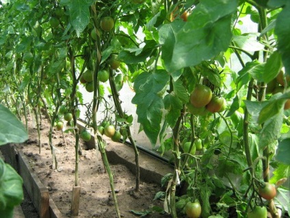 Томат - де Барао золотий опис сорту, рекомендації по вирощуванню жовтих помідорів