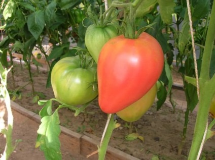 Tomată roz gigant fotografie