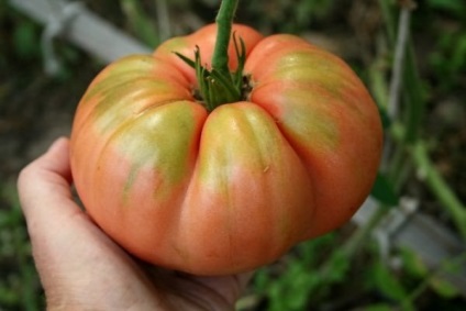 Tomată roz gigant fotografie