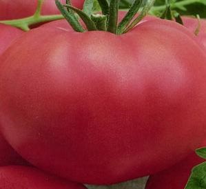 Tomată roz gigant fotografie