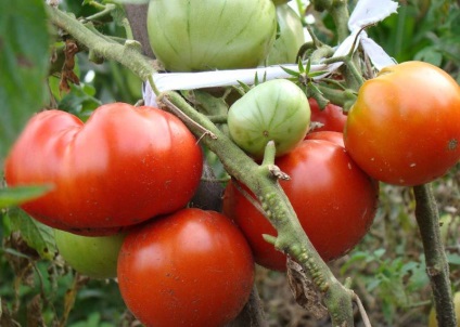 Tomato gros f1 (55 fotografii) descrierea soiului, cum să crească răsaduri de tomate, ce randament,