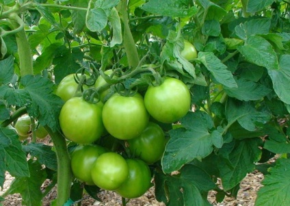 Tomato gros f1 (55 fotografii) descrierea soiului, cum să crească răsaduri de tomate, ce randament,