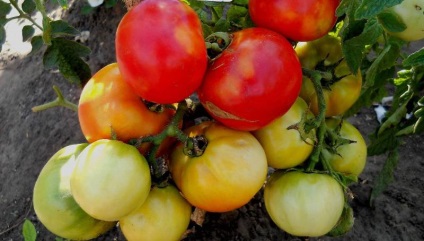 Tomato gros f1 (55 fotografii) descrierea soiului, cum să crească răsaduri de tomate, ce randament,