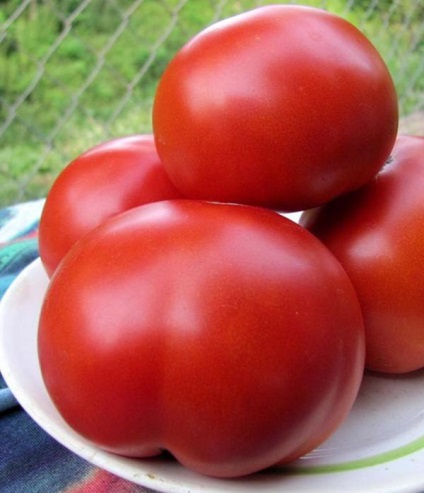 Томат товстої f1 (55 фото) опис сорту, як виростити розсаду помідорів, яка врожайність,