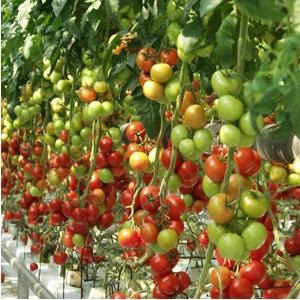 Tomato gros f1 - descriere, cultivarea răsadurilor și îngrijirea culturii