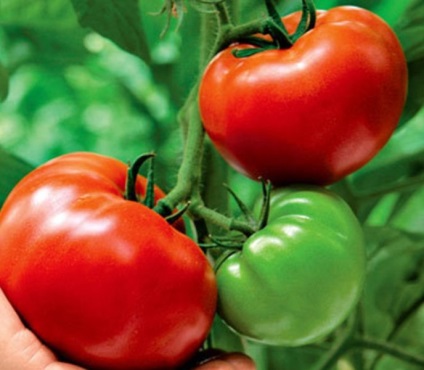 Tomato gros f1 - descriere, cultivarea răsadurilor și îngrijirea culturii