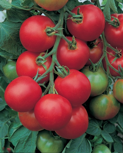 Tomato gros f1 - descriere, cultivarea răsadurilor și îngrijirea culturii