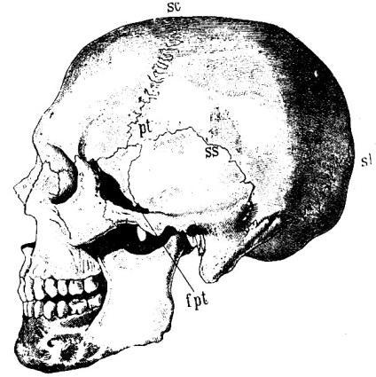 Топографія цільного черепа 1938 протруйники д