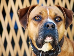 Începutul celor mai periculoase rase de câini din lume, lista câinilor cei mai răi și potențial periculoși pentru oameni