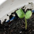 Торенія вирощування з насіння в домашніх умовах, фото і відео