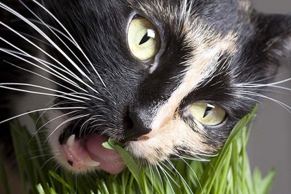 Iarbă în alimentele de pisici - germeni ai vieții