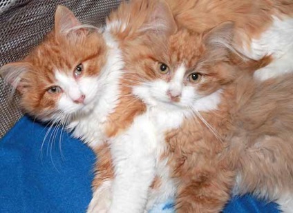 Trei pisici numite tama