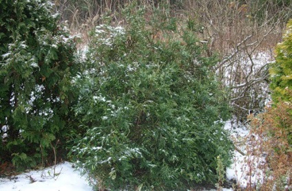 Plantarea și îngrijirea plantelor, specie și soiuri, fotografie