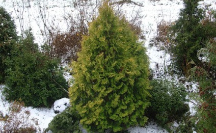 Plantarea și îngrijirea plantelor, specie și soiuri, fotografie