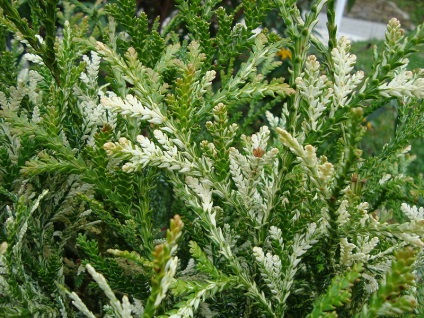 Touvik - specii de conifere pentru grădină