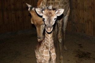 Oamenii de știință au aflat de ce o girafă are un gât lung - un ziar rusesc