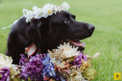 Lăsând labradorul la nunta gazdelor, o poveste emoționantă despre prietenie - și noi