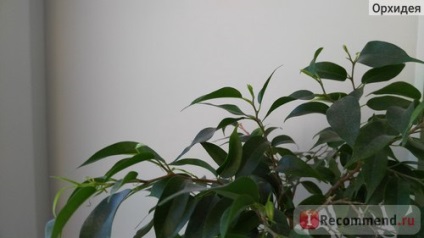 Intelligens öntöző kannával Kft Laboratórium - „a jó és olcsó alternatívája a hagyományos virágcserepek