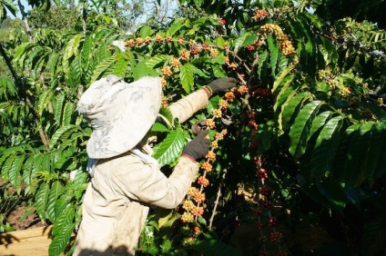 kávé fák tenyésztési körülmények