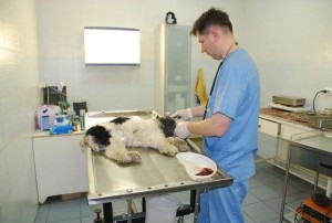 állatorvosi klinika 24 órájában Moszkva