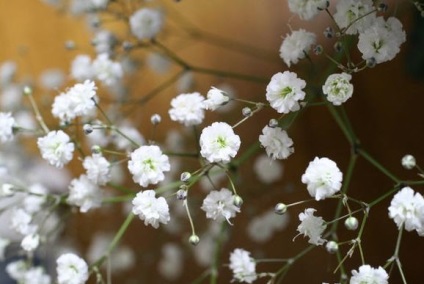 Grijă de gypsophila