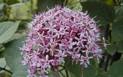 Îngrijirea pentru clerodendrum cum să aibă grijă de plante de uz casnic cu clerodendrum