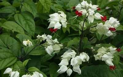 Îngrijirea pentru clerodendrum cum să aibă grijă de plante de uz casnic cu clerodendrum