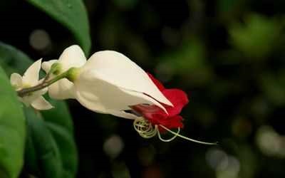 Îngrijirea pentru clerodendrum cum să aibă grijă de plante de uz casnic cu clerodendrum