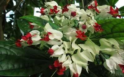 Îngrijirea pentru clerodendrum cum să aibă grijă de plante de uz casnic cu clerodendrum