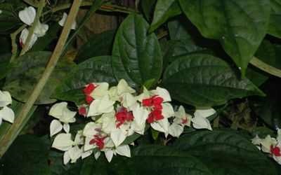 Îngrijirea pentru clerodendrum cum să aibă grijă de plante de uz casnic cu clerodendrum