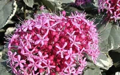 Îngrijirea pentru clerodendrum cum să aibă grijă de plante de uz casnic cu clerodendrum