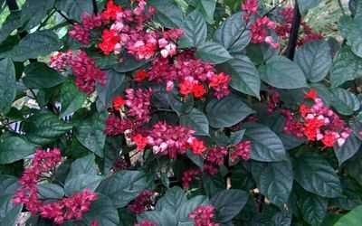 Îngrijirea pentru clerodendrum cum să aibă grijă de plante de uz casnic cu clerodendrum