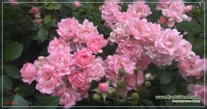 Догляд за трояндами до і після цвітіння, сайт про сад, дачі і кімнатних рослинах