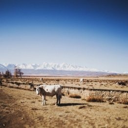 Magnificența nunții Altai a lui Serghei și Ksenia