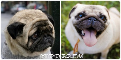 Tömeg mopsz tömegarány asztal és a kor a kutya (fotó) (mopsz) Tömeg mopsz tömegarány asztal és a kor a kutya (fotó)