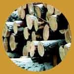 A kiválasztás és a betakarítás a fa építési