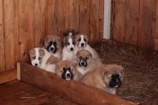 A választás egy kiskutya közép-ázsiai juhász (wolfhound) fotók, ne rohanjon megvenni wolfhound!
