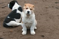 Alegerea unui catelus de ciobanesc din Asia Centrală (wolfhound), nu vă grăbiți să cumpărați un lup!